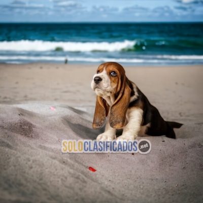 BASSET HOUND AVAILABLIE NORTH CAROLINA... 