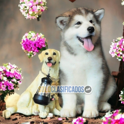 SALES ALASKAN MALAMUTE... 