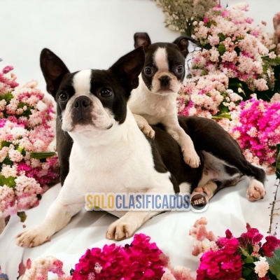 CUTE BOSTON TERRIER PETS AVAILABLE NOW... 