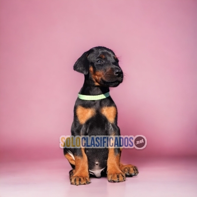 Beautifull DOBERMAN Certificate of purity of breed... 