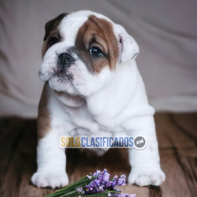 BULLDOG INGLÉS     YOUR BEST COMPANY FROM TODAY++... 