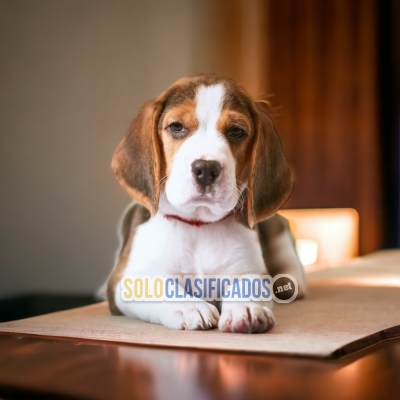 Beagle Poket Americano Lovely and Charming Puppies... 