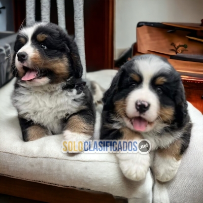 LINDOS BERNESE DE MONTAÑA... 