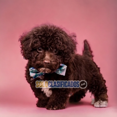 Beautiful puppies available now: Chocolate French Poodle... 