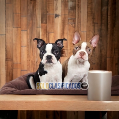 Boston Terrier Nobles Cachorros... 