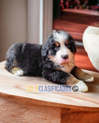 Beautiful and freandly Bernese Mountain puppies... 