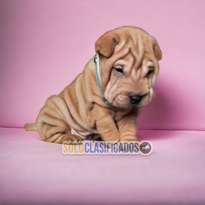 PRECIOSO CACHORRO  SHAR PEI   PARA SU HOGAR... 