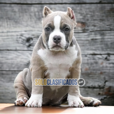 5ADORABLE AMERICAN BULLY POKET... 