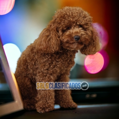 FRENCH POODLE RED         IT WILL BE YOUR BEST COMPANY FROM NOW O... 