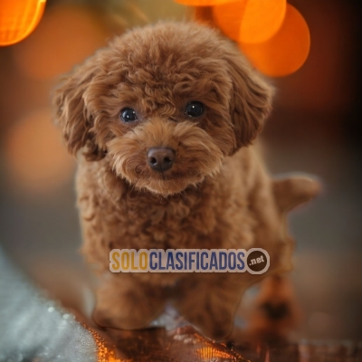 FRENCH POODLE RED      I WILL BE YOUR BEST FAITHFUL FRIEND FROM T... 