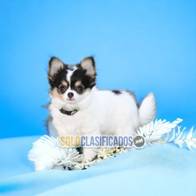 CHIHUAHUA PELO LARGO          IT WILL BE YOUR BEST COMPANY FROM N... 