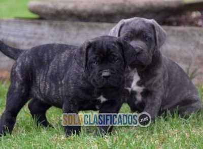 Cane corso macho y hembra en venta Cane corso... 