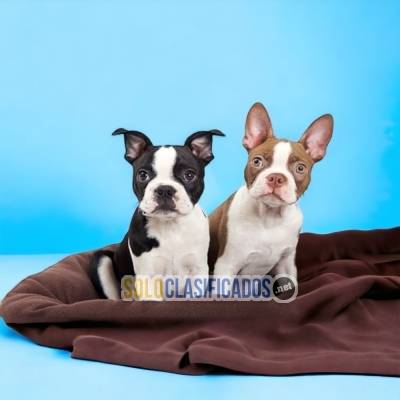 BOSTON TERRIER DISPONIBLE AQUI... 