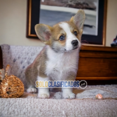 CORGI DE PEMBROKE AVAILABLE HERE FOR YOUR FAMILY AT THE BEST PRIC... 