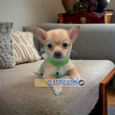 Wonderful and cute pupies CHIHUAHUA CABEZA DE MANZANA... 