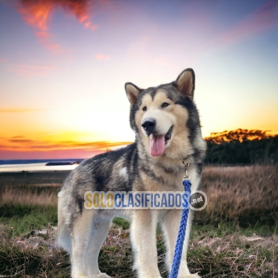 SWEETIE ALASKAN MALAMUTE... 