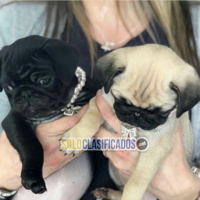 Cachorros pug sanos a la venta cachorros machos y hembras... 