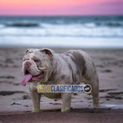 001BULLDOG FRANCES EXOTICO... 