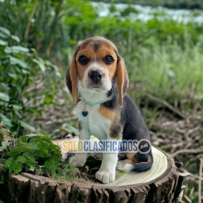 BEAGLE POKET AMERICANO/ BEAGLE POKET AMERICANO... 