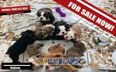 Pug puppies for sale now!!!... 