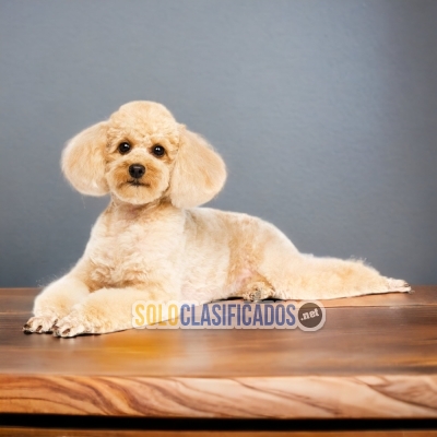 FRENCH POODLE NORMAL      I WILL BE YOUR BEST FAITHFUL FRIEND FRO... 
