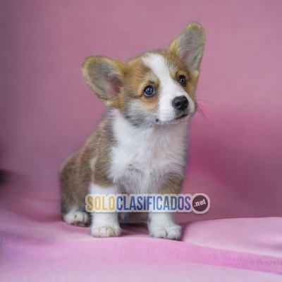 PEMBROKE CORGI AVAILABLE NORTH CAROLINA... 