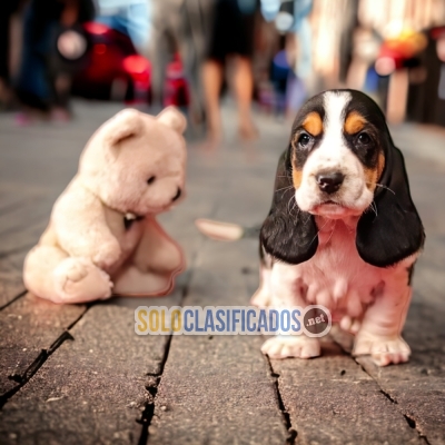 BASSET HOUND DOGS AVAILABLE... 