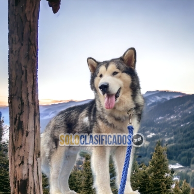 Hermosos cachorros disponibles: Malamute de Alaska... 