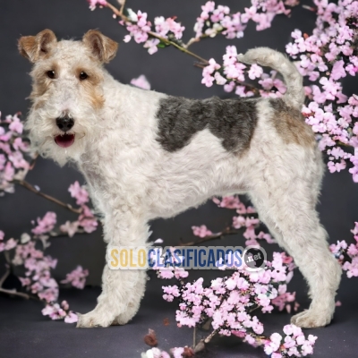 FOX TERRIER PELO LARGO HAPPINESS FOR YOUR HOME... 