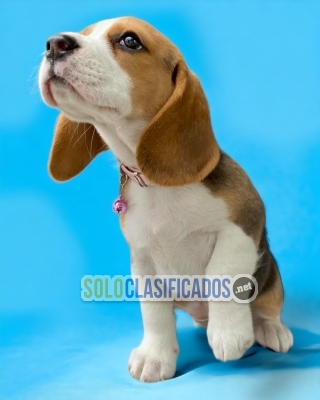 Lindo cachorro Beagle Poket Americano... 