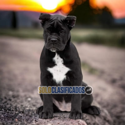 CANE CORSO TAKE IT AT A SUPER PRICE... 