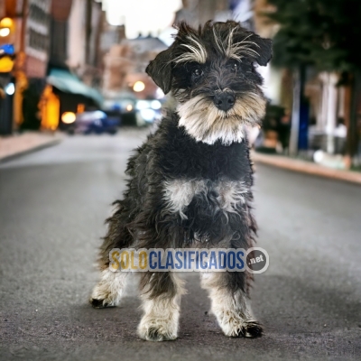 SCHNAUZER GIGANTE... 