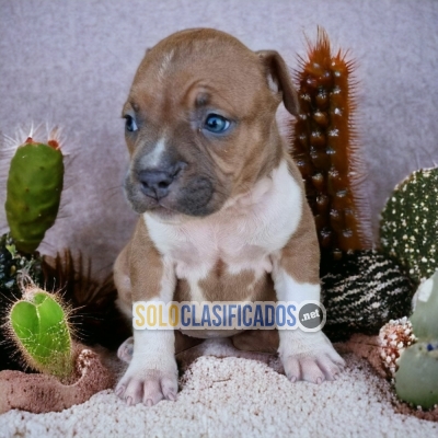 American Staffrod  Cute and Charming Puppies... 
