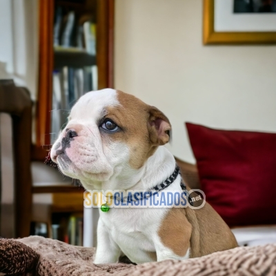 Encantador y hermoso bulldog inglés... 