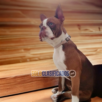 CACHORROS BOSTON TERRIER DISPONIBLES... 