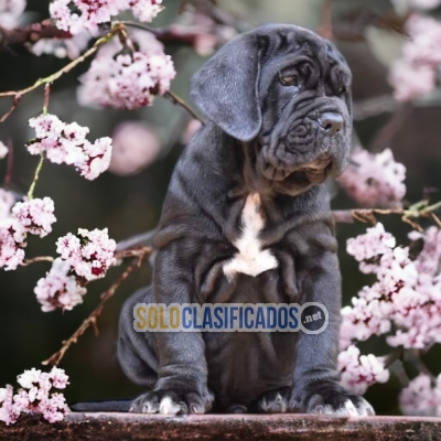 CANE CORSO     YOUR BEST COMPANY FROM TODAY++... 