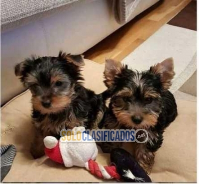 Yorkie cachorro negro macho y hembra en venta  Whatsapp : +1 (510... 