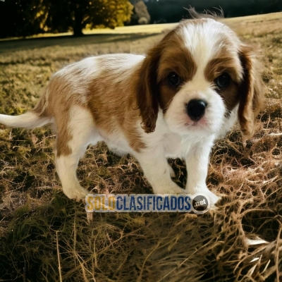 HERMOSO   CAVALIER  KING... 