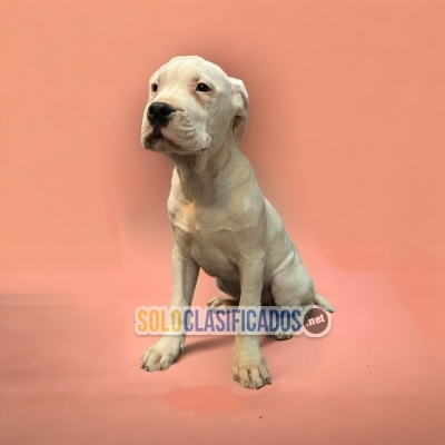 WONDERFUL PUPPIES ARGENTIN DOGO... 