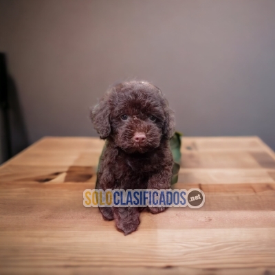 1SWEETIE FRENCH POODLE CHOCOLATE... 