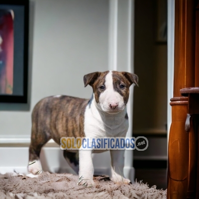 Bull Terrier Beautiful and Fine Puppies... 