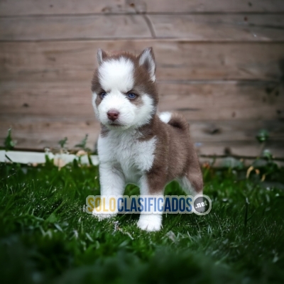 HUSKY SIBERIANO para tu hogar... 