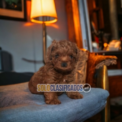 Preciosa raza de cachorros French Poodle Red... 