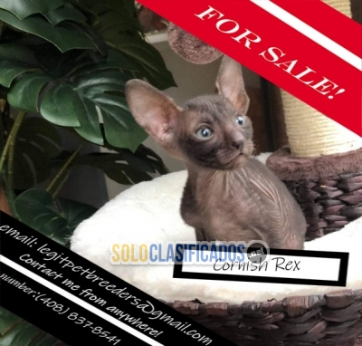 Cornish Rex for sale now... 