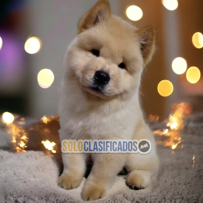 CACHORROS CHOW CHOW DISPONIBLES... 