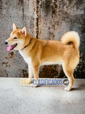 Akita Inu Japones Finos Cachorros... 