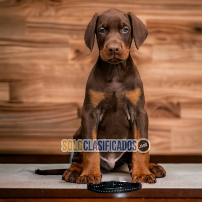 HERMOSO CACHORRO DÓBERMAN PARA SU HOGAR... 