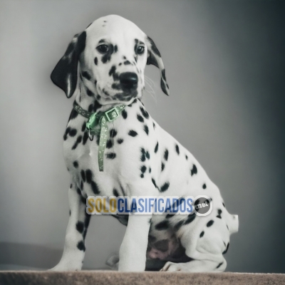 Excelent Puppies Dalmata Take Me Home... 