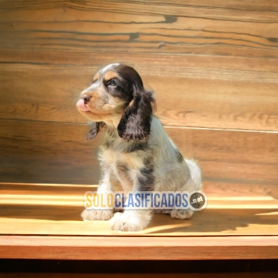 ENGLISH COCKER SPANIEL AVAILABLE NORTH CAROLINA NOW... 