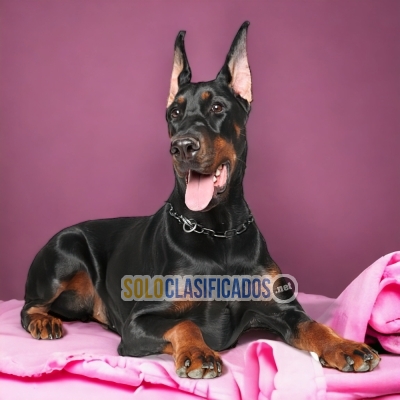 DOBERMAN DOG LARGE BLACK TUE AVAILABLE... 